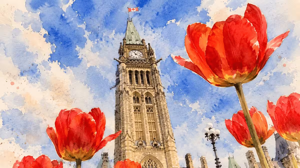 Ottawa Tulip Festival, tulips in bloom around the city