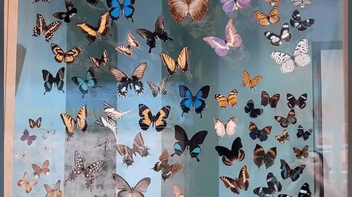 Houston Museum of Natural Science